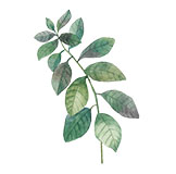 icon-leaf3.jpg