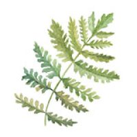 icon-leaf.jpg icon-leaf.jpg