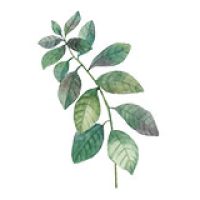 icon-leaf3.jpg icon-leaf3.jpg